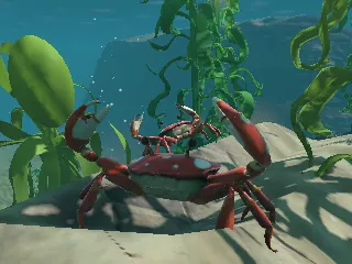 A red reef crab on the sand