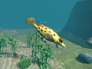 A spotted yellow puffer fish