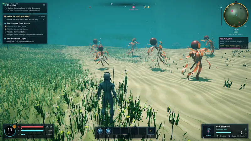 A kelp bloom event on the sand